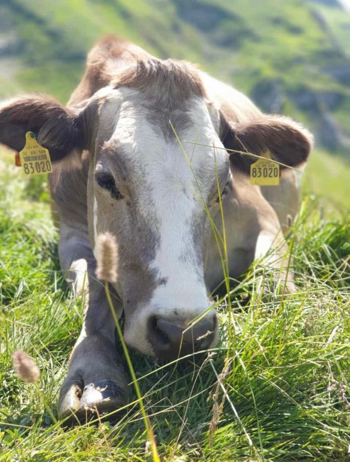 Ferienwohnungen Britta Heim Oberstaufen Bagian luar foto